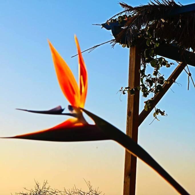 ティハラフェ Casita En El Campo Con Vista Al Oceanoヴィラ エクステリア 写真